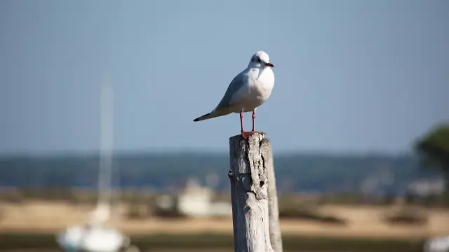 Mouette