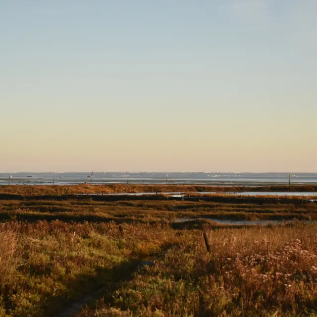 Estran